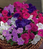 Петуния мини Пикобелла Микс